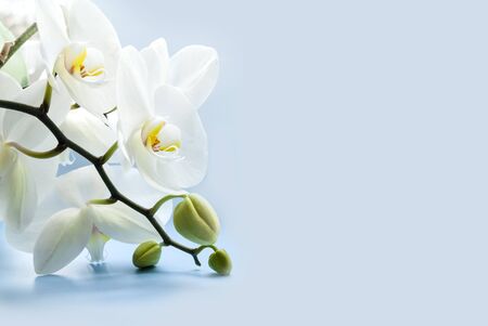 White orchid, flowering stalk close-up. Daylight, light background. Place for text.の写真素材