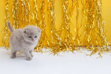 Scottish bright kitten on a yellow background. Place for text. Festive background.の写真素材