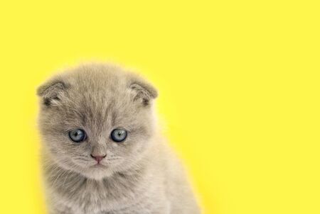 A little creamy Scottish kitten on a yellow background. Animal models. Place for text. Greeting card with a cat.の写真素材