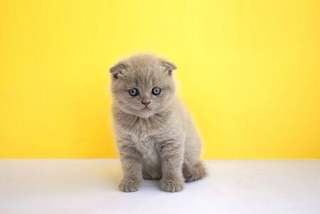 A little creamy Scottish kitten looks away on a yellow background. Animal models. Place for text. Greeting card with a cat.の写真素材