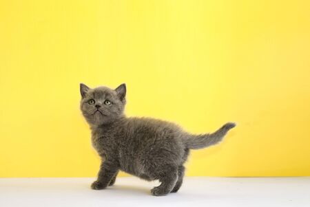 Little gray scottish kitten on a yellow background. Animal models. Kitten. Greeting card cat. place for text. Cute animals.の写真素材