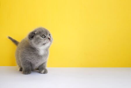 Small gray fold kitten on a yellow background. Animal models. Kitten. Greeting card cat. place for text. Cute animals. Banner.の写真素材