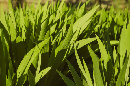 Texture of a young juicy green grass. Lawn