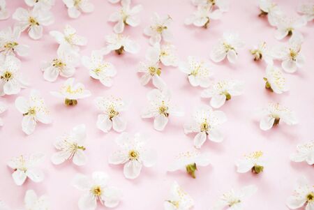Texture of white flowers on a pink background. The beginning of spring is a romantic mood. Flat lay.の写真素材