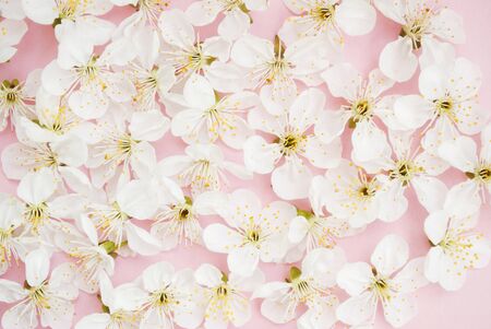 Texture of white flowers on a pink background. The beginning of spring is a romantic mood. Flat lay.の写真素材