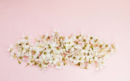 White sakura flowers on a pink background. Place for text. Spring. Flat layの写真素材