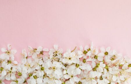 White sakura flowers on a pink background. Place for text. Spring. Flat layの写真素材