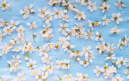White spring flowers on a blue shabby blackboard. Place for text.の写真素材
