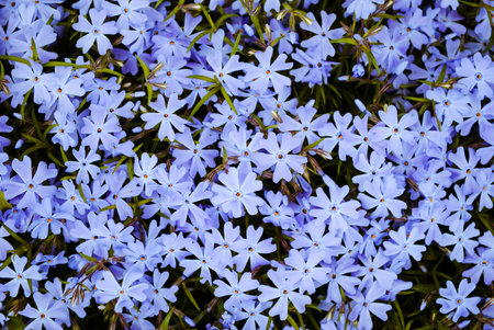 Texture of small blue flowers closeup.