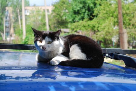 Black-white cat sits napping on a blue hood of a carの写真素材
