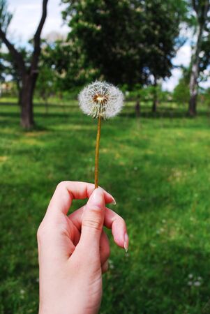Faded dandelion in hand close-up, with a blurred green backgroundの写真素材