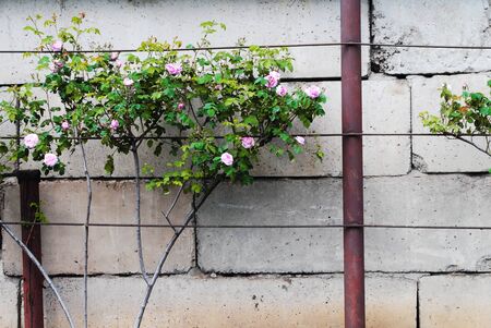 Decorative tea rose with pink buds growing on a concrete wall. Place for textの写真素材
