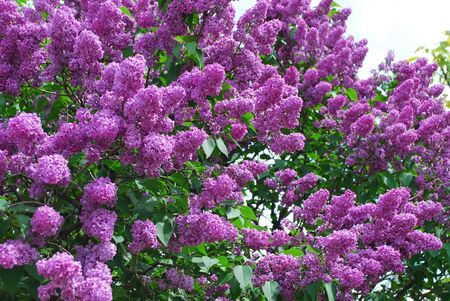Branches of a blossoming lilac. The beginning of springの写真素材