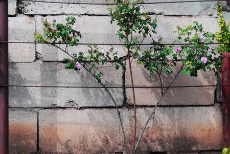 Decorative tea rose with pink buds growing on a concrete wall. Place for textの写真素材