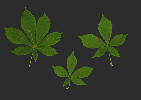 Scanned green three leaves of chestnut on a dark gray background. Isolate