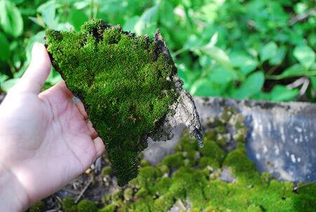 The girl holds in her hand a piece of green moss. Close-upの写真素材