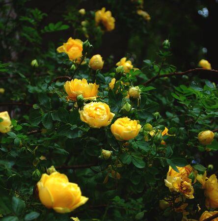 Bush of yellow tea roses close-upの写真素材