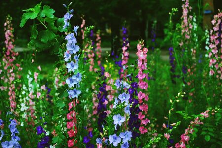 Spring multicolored flowers in the grassの写真素材