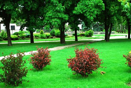 A neatly cleaned park area with plants.の写真素材