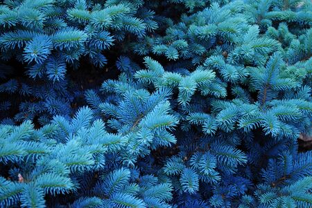 Blue spruce branches texture close-upの写真素材