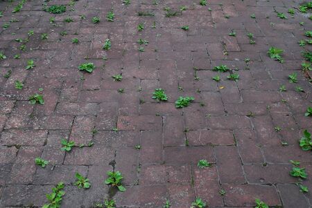 Grass sprouted through asphalt tilesの写真素材