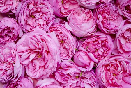 The texture of the flowers. Pink roses close-up. Postcard template. Top view. Flat layの写真素材