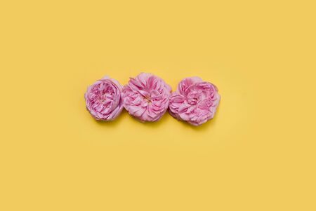Three buds of pink roses on a yellow background. Flat layの写真素材