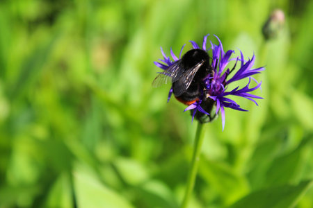 Bumblebee on a flower cornflower