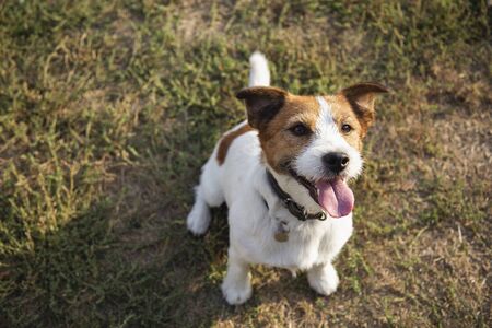 Jack Russell terrier is seating on the grass and waiting to playの写真素材