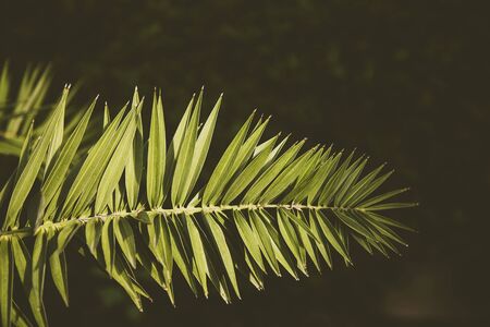 Green palm leaf on dark green backgroundの写真素材