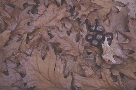 Chestnut and dry autumn fallen leaves from chestnut tree. Brown color. Close-up. Backgroundの写真素材