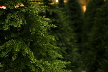 Christmas trees for sale in the shopの写真素材