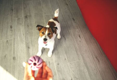 Jack Russel Dog is waiting for his ball to play at home.の写真素材