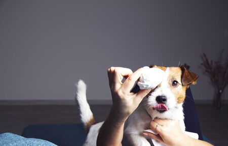 Caucasian male owner's hand feeding sweets to Jack Russell Terrierの写真素材