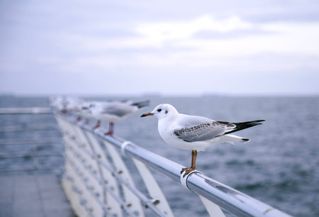 Seagull standing on a metal fence separated from other seagulls. Beautiful sea view backgroundの写真素材