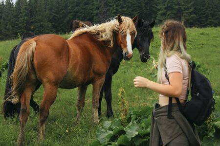 Girl feeding horses in the field surrounded by mountains in summer dayの写真素材
