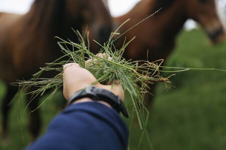 Man's hand feeding the horses with grass in the fieldsの写真素材