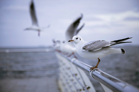 Seagull standing on a metal fence separated from other seagulls. Beautiful sea view background