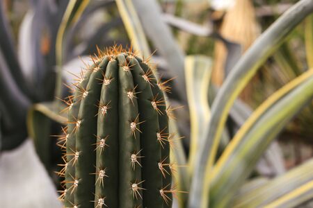 Cactus with sharp thorns. Nature green backgroundの写真素材