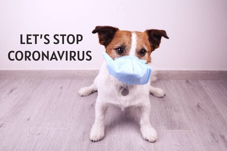 Dog is sick and wearing medical mask. Let's stop coronavirusの写真素材