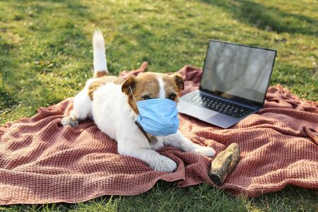 Dog is sick and wearing medical mask. Dog in the park on the blanket with laptopの写真素材