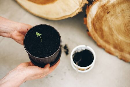 Baby cannabis transplantation from small pot to the bigger one. Hands Holding Cannabis in The Potの写真素材