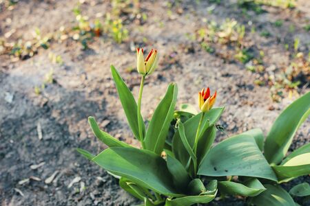 Beautiful tulips grow in the ground in the garden. Spring concept.の写真素材