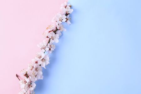 Beautiful blue and pink background with spring blossom branches, top view, flat lay, frame. Creative springtime layout, banner or templateの写真素材