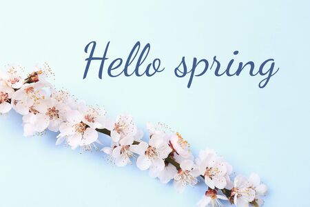 Hello Spring greetings with fresh spring blooming flowers on blue backgroundの写真素材