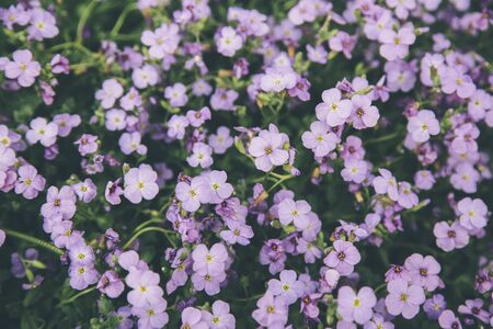 Beautiful purple background with small flowersの写真素材