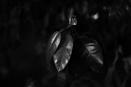 Black and white plank. Monochromic leaves. Nature background