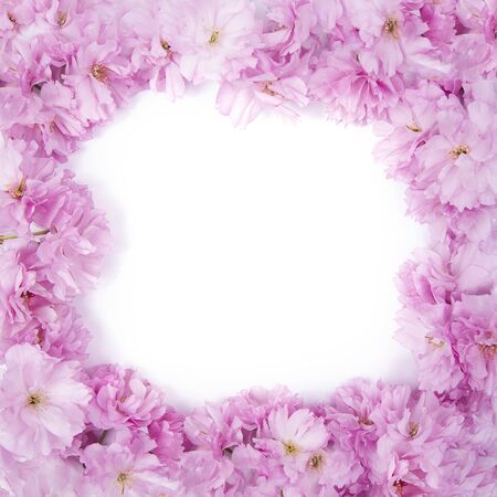 Spring pink sakura flowers frame, no leaves, blossoms isolated on white background.の写真素材