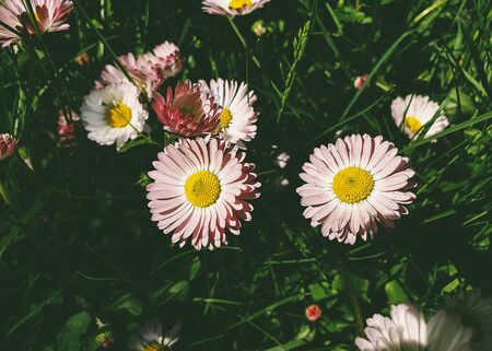 Spring field of daisy flowers. Romantic daisiesの写真素材