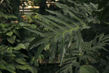 Green leaves pattern background, Natural background and wallpaperの写真素材